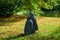 Beautiful shot of a penguin statue in the park