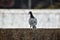 beautiful shot of a pigeon on a building terrace