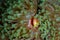 Beautiful shot of Pink skunk clownfish hidden in ocean plants