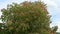 Beautiful shot of a purple, red flowering chestnut tree