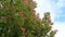 Beautiful shot of a purple, red flowering chestnut tree