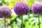 Beautiful shot of the purple verbena flowers in Royal Botanical Gardens in summer