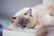 Beautiful shot of a Ragdoll cat resting on a table