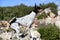 Beautiful shot of a rat terrier dog doing tricks on rocks in a park