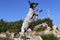 Beautiful shot of a rat terrier dog doing tricks on rocks in a park