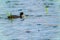 Beautiful shot of a red-gartered coot swimming on a pond surface