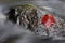 Beautiful shot of a red Maple leaf on a rock in Missouri Ozark stream