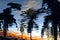 Beautiful shot of the reflection of palm trees on ripple water during sunset