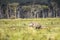 Beautiful shot of the rhino animal in the Nakuru Safari in Kenya