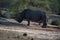 Beautiful shot of rhinoceros standing alone on the ground with tiny birds on the back