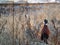 Beautiful shot of ring-necked pheasant birds on a field