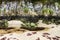 Beautiful shot of a rocky area with soft sand, plants and with a muddy water