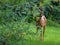 Beautiful shot of Roe deer seen through branches