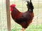 Beautiful shot of a rooster inside the cage