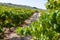 Beautiful shot of rows of grape trees in a vineyard