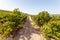 Beautiful shot of rows of grape trees in a vineyard