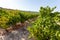 Beautiful shot of rows of grape trees in a vineyard