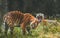 Beautiful shot of Royal Bengal tiger Fight in the jungle