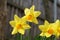 Beautiful shot of Rush-leaf Jonquil flowers