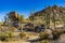 Beautiful shot of Saguaros in the Sonoran Desert of Arizona - perfect for background