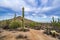 Beautiful shot of Saguaros by the trail in the Sonoran desert of Arizona