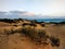 Beautiful shot of sandy beach and plants in Corralejo Natural Park in Corralejo, Spain