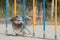 Beautiful shot of a Schapendoes doing slalom on a dog agility course