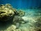 Beautiful shot of a sea turtle hiding under coral