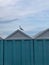 Beautiful shot of a seabird perched on a roof of a wooden small building