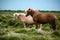 Beautiful shot of Shetland ponies standing in a greenfield