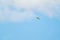 Beautiful shot of the silhouette of a European bee-eater flying in blue sky with white clouds