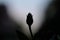 Beautiful shot of a silhouetted unbloomed flower with a blurred background