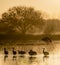 Beautiful shot of the silhouettes of sandhill cranes on the water surface during sunrise