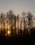 Beautiful shot of the silhouettes of tall trees during sunrise