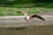 Beautiful shot of single flamingo spreads its wings in the zoo