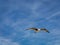 Beautiful shot of a single gull flying in the blue sky with widely open wings
