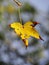 Beautiful shot of a single hanging autumn golden leaf - perfect for background