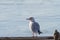 Beautiful shot of a single seagull perched on a metal pole