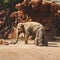 Beautiful shot of a small cute elephant under a sunlight