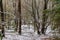 Beautiful shot of the snowy woods in the Kleine Kalmit hill in Landau, Rhineland-Palatinate, Germany