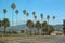 Beautiful shot of some tall and short palm trees