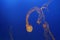 Beautiful shot of swarm of Jellyfish in Monterrey bay aquarium, Monterrey California