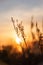 Beautiful shot of swaying grass at golden sunset