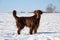 Beautiful shot of a tall brown furry dog standing in snow