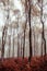 Beautiful shot of tall deciduous trees, Cannock Chase, England