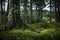 Beautiful shot of tall trees with thick trunks grown in the forest