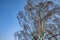 Beautiful shot tall trees under a clear blue sky - perfect for background