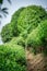 Beautiful shot of a tea bushes on a plantation on a sunny day