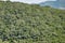 Beautiful shot of the thick plants grown on the hill in summer