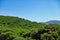 Beautiful shot of the thick plants grown on the hill on a sunny day